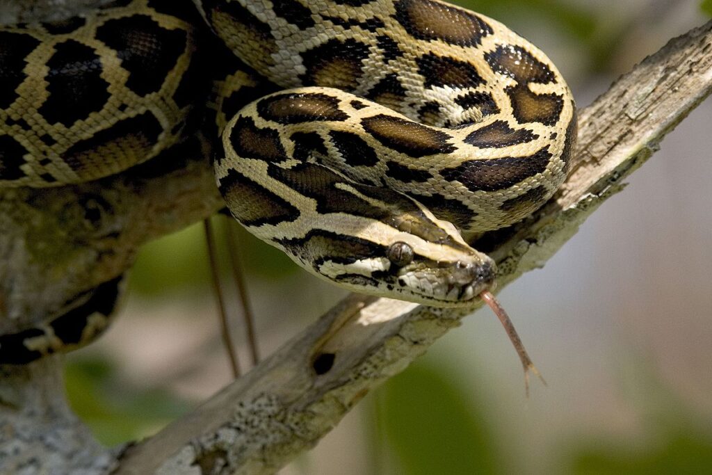 Ecological Consequences: Ecosystems in Peril
