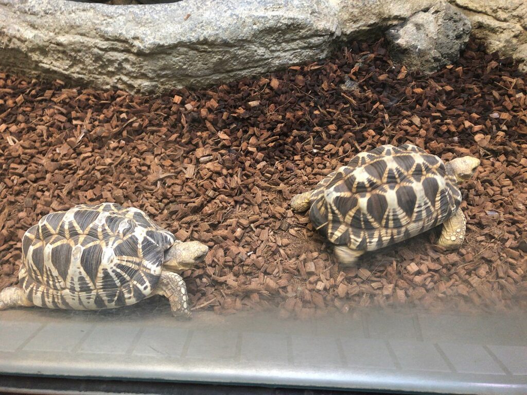 Burmese Star Tortoise: Reversing Commercial Exploitation