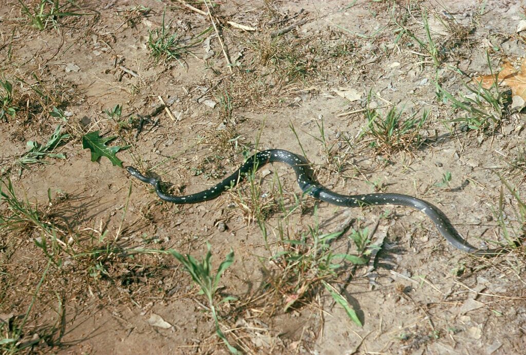 Future Projections: How Far North Could Reptiles Go?