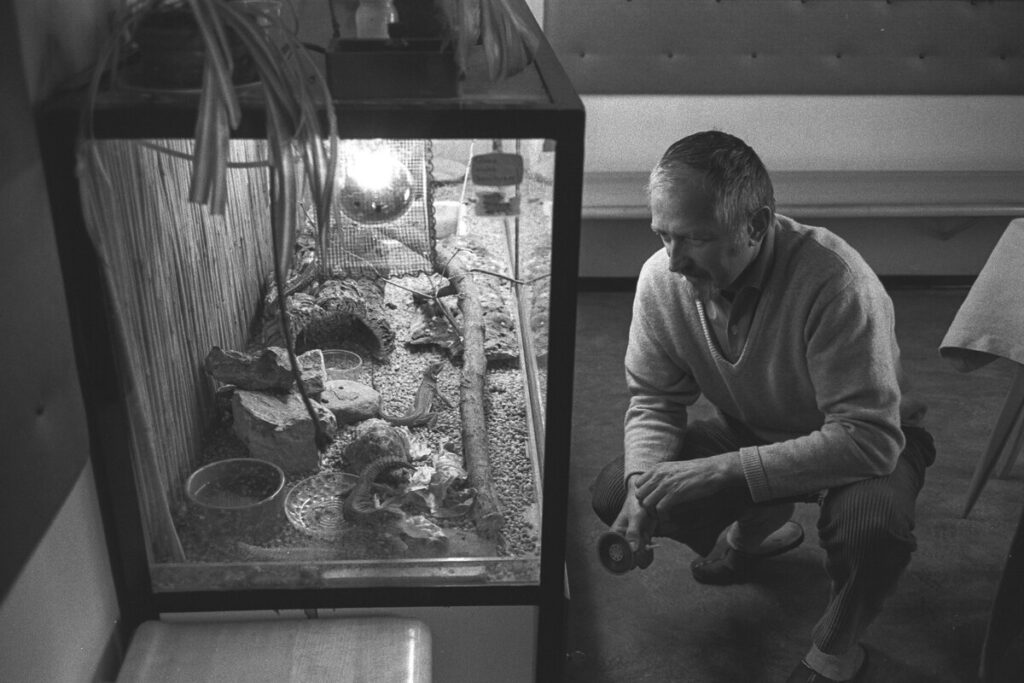 Optimal Terrarium Sizes for Different Species