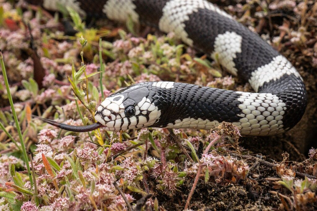 The Natural History of King Snakes