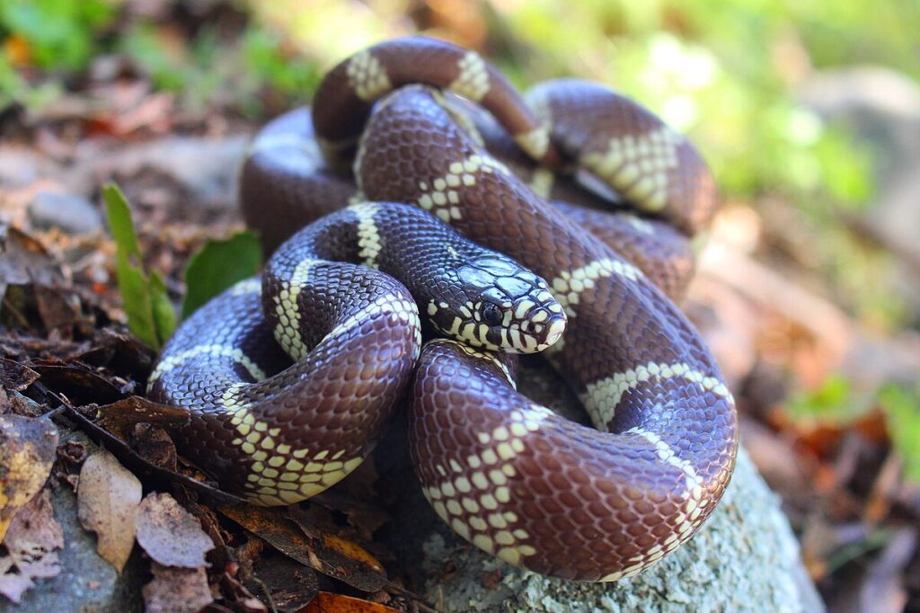 California Kingsnakes: Beautiful and Beginner-Friendly