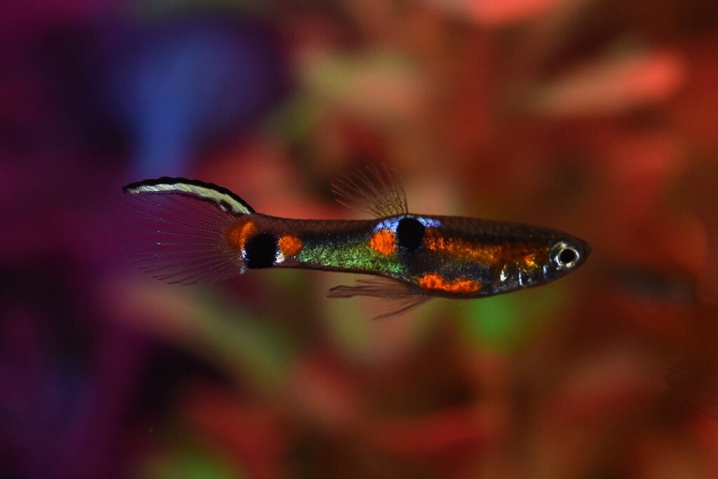 Endler's Livebearers (Poecilia wingei)