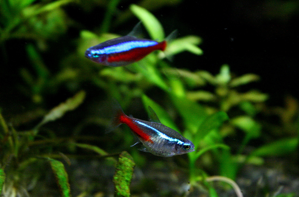 The Striking Appearance of Neon Tetras