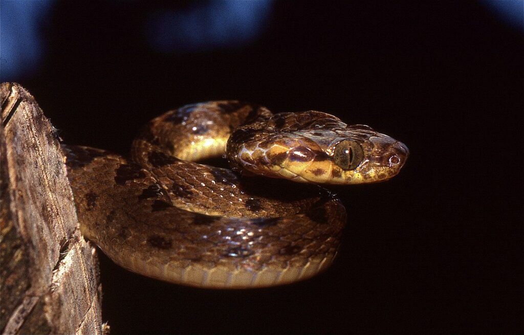 Ecological Importance of Rear-Fanged Snakes