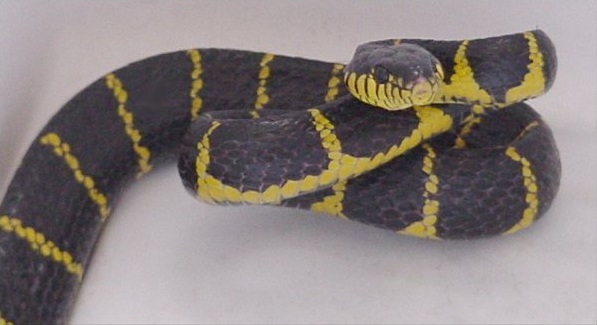 Understanding Rear-Fanged Snake Classification