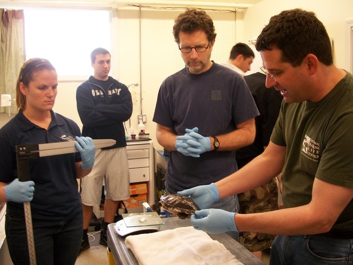 When to Seek Veterinary Care for Shell Issues