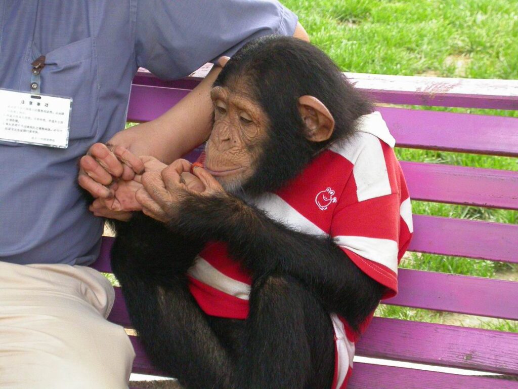 When Good Intentions Go Wrong: The Rescue Dilemma