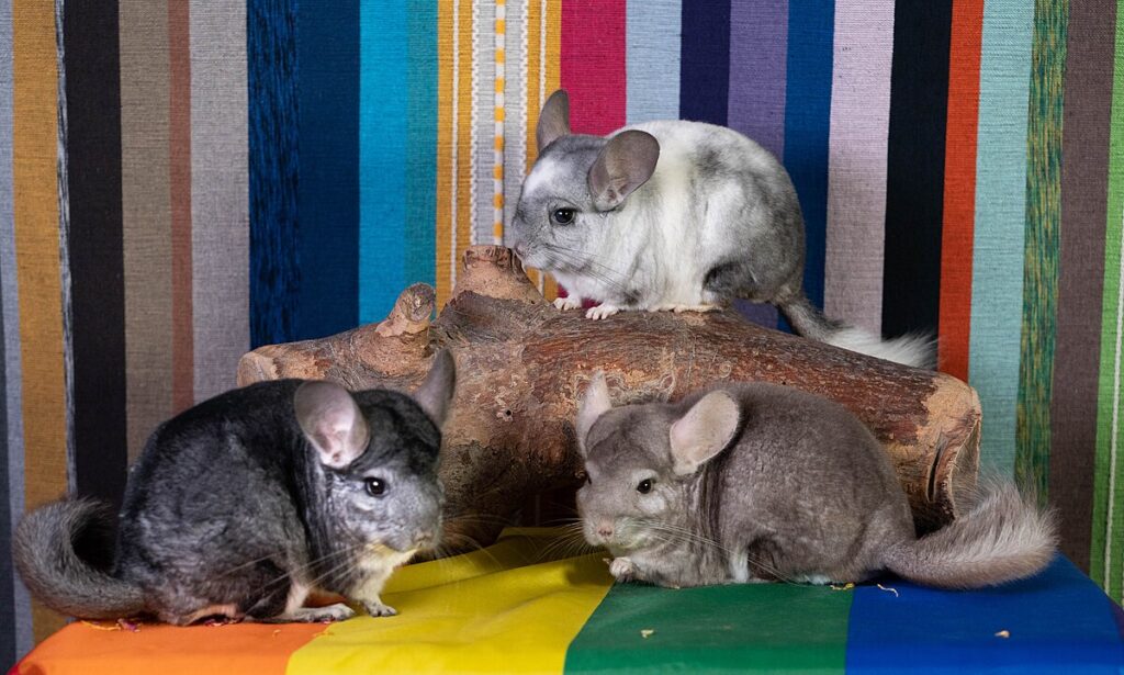 Chinchilla Intelligence and Enrichment Needs