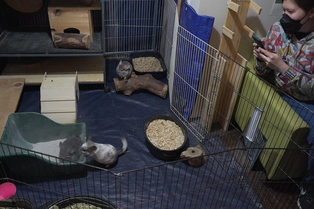 Creating a Chinchilla-Safe Environment