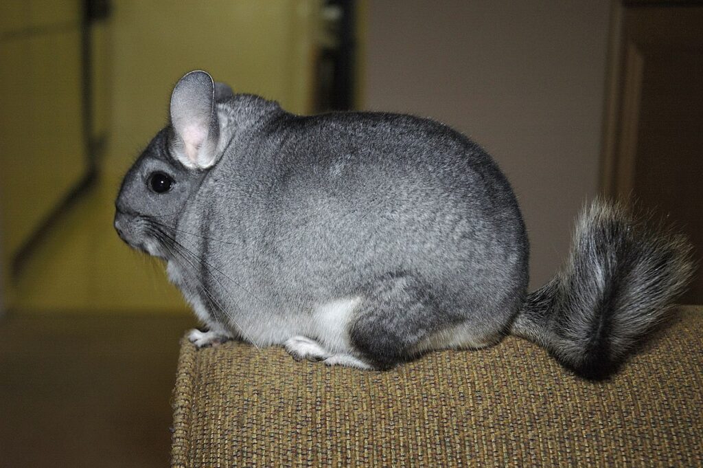 The World's Densest Fur