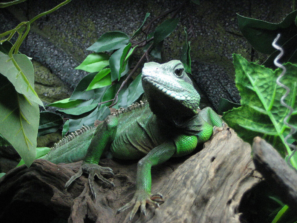 6. Chinese Water Dragons