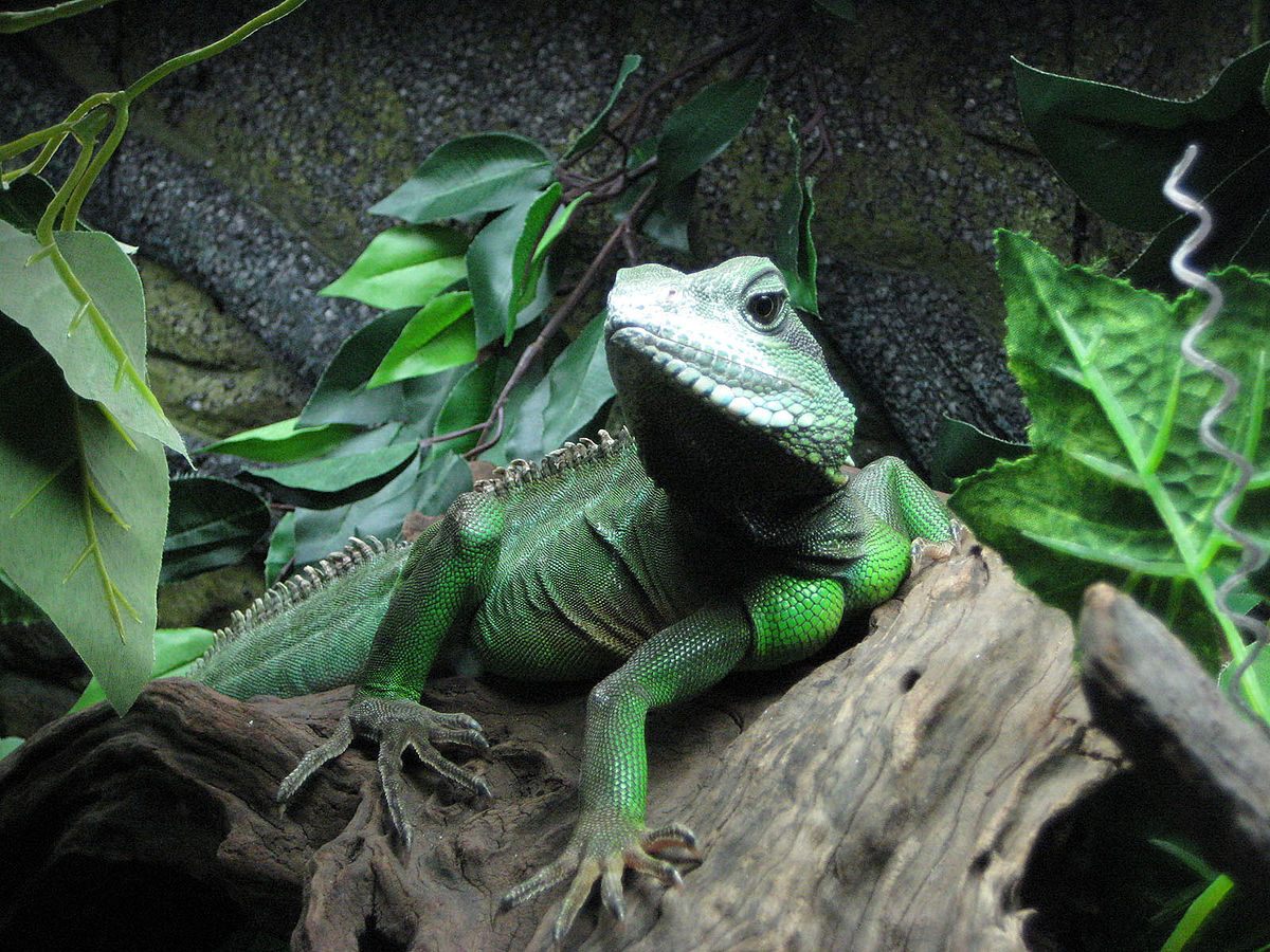 6. Chinese Water Dragons