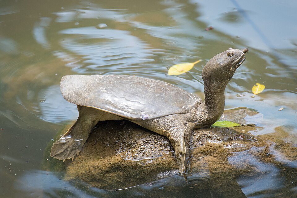6. Some Turtles Have Soft Shells