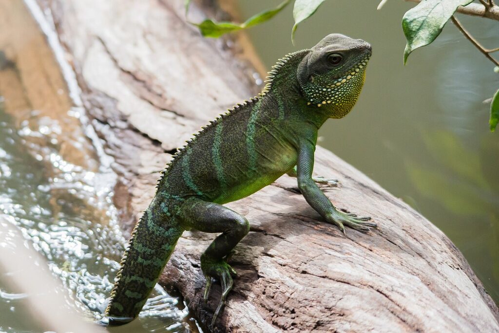 Chinese Water Dragons: The Aquatic Arboreal Challenge