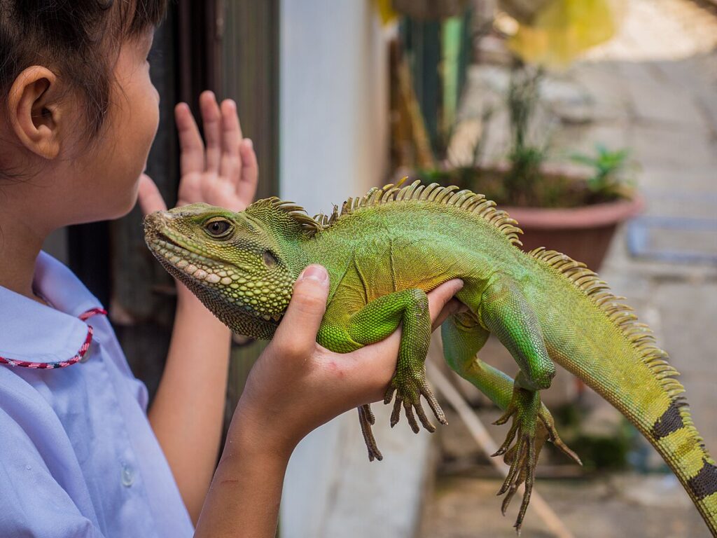 Comparing Lizard Recognition to Other Pets