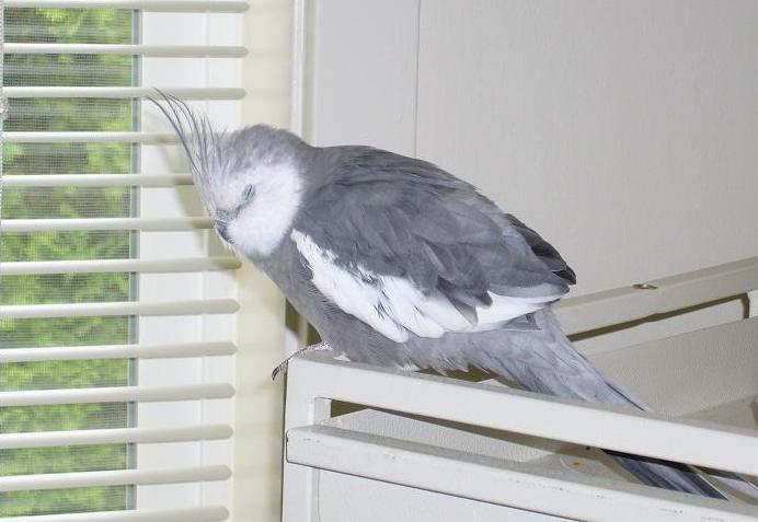 Health Concerns and Veterinary Care