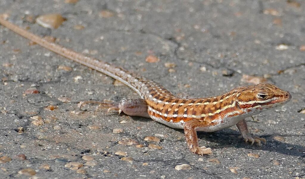 The Tenacious Rough-Scaled Lizard