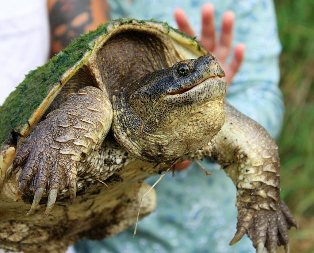 Common Snapping Turtle (Chelydra serpentina)
