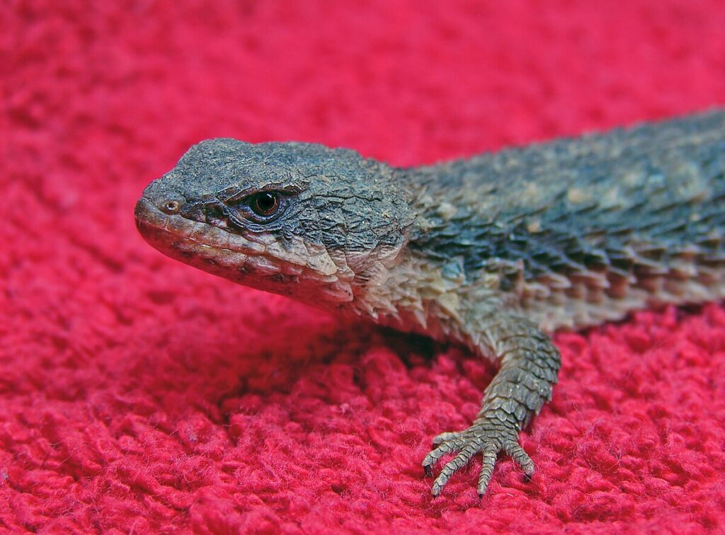 Practical Implications for Lizard Owners