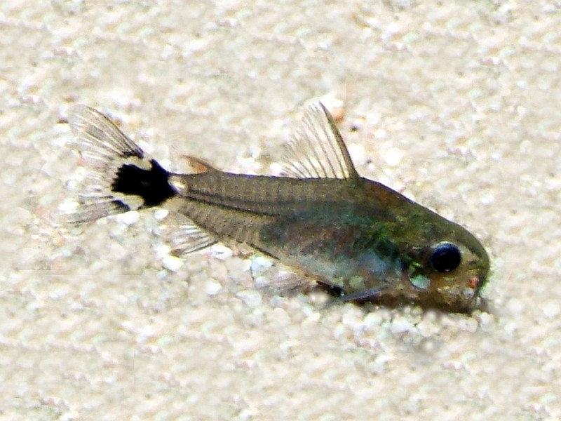 Dwarf Corydoras (Corydoras habrosus, C. pygmaeus, C. hastatus)