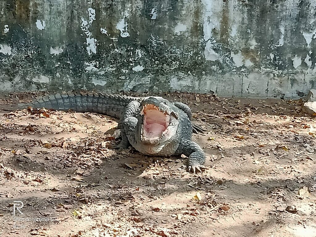 Safety Implications of Crocodile Land Speed