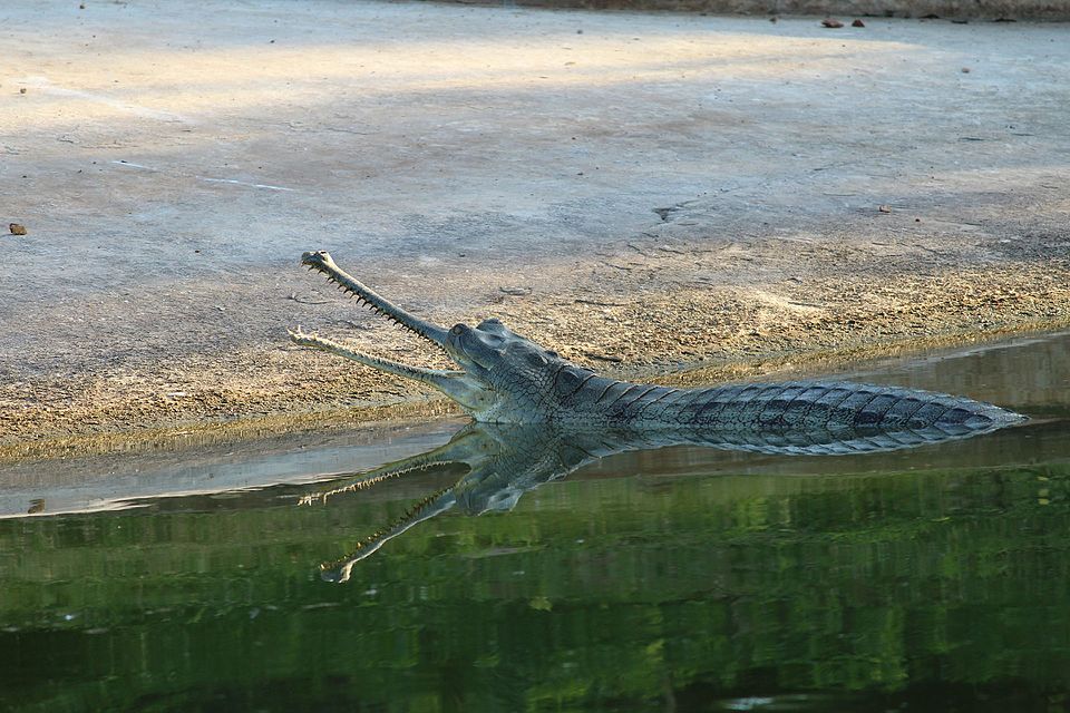 Living Alongside Leviathans: Community-Based Conservation