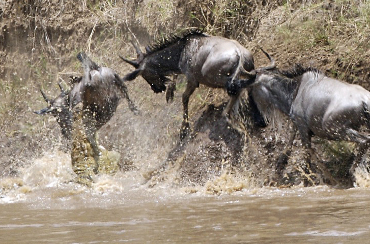 Social Hunting Dynamics