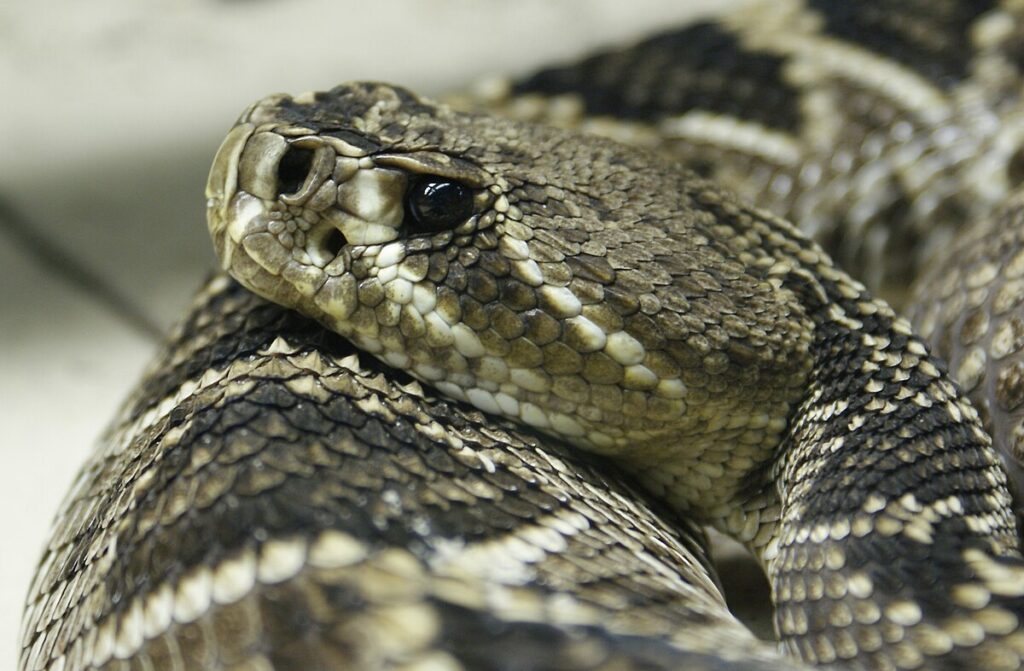 Recent Research Findings on Venom Potency