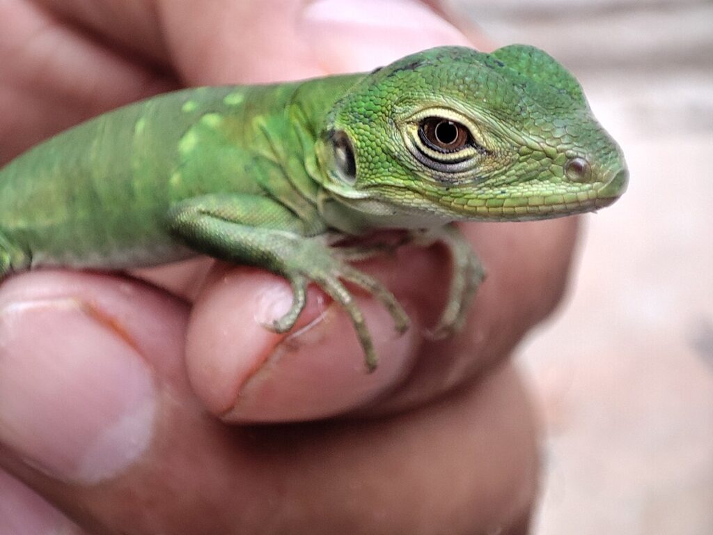 Understanding Your Reptile's Natural Behavior