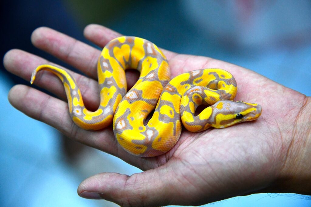 Identifying Authentic Morphs