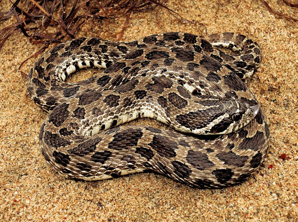 Western Hognose Snake Color Variations