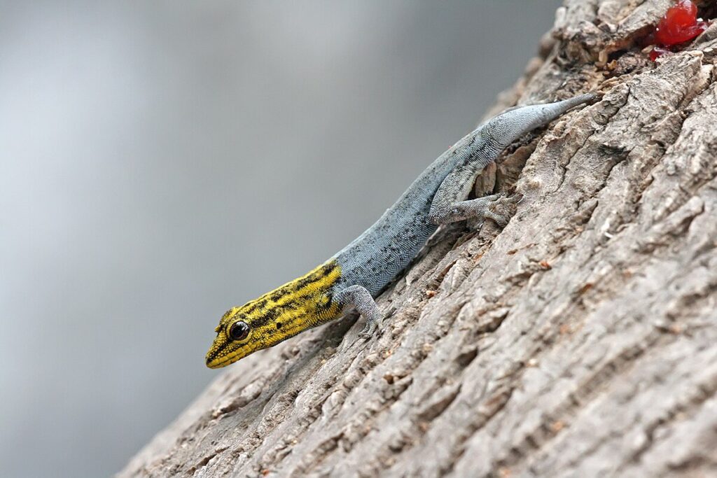 The Resilient Dwarf Gecko