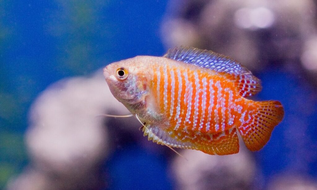 Dwarf Gouramis (Trichogaster lalius)