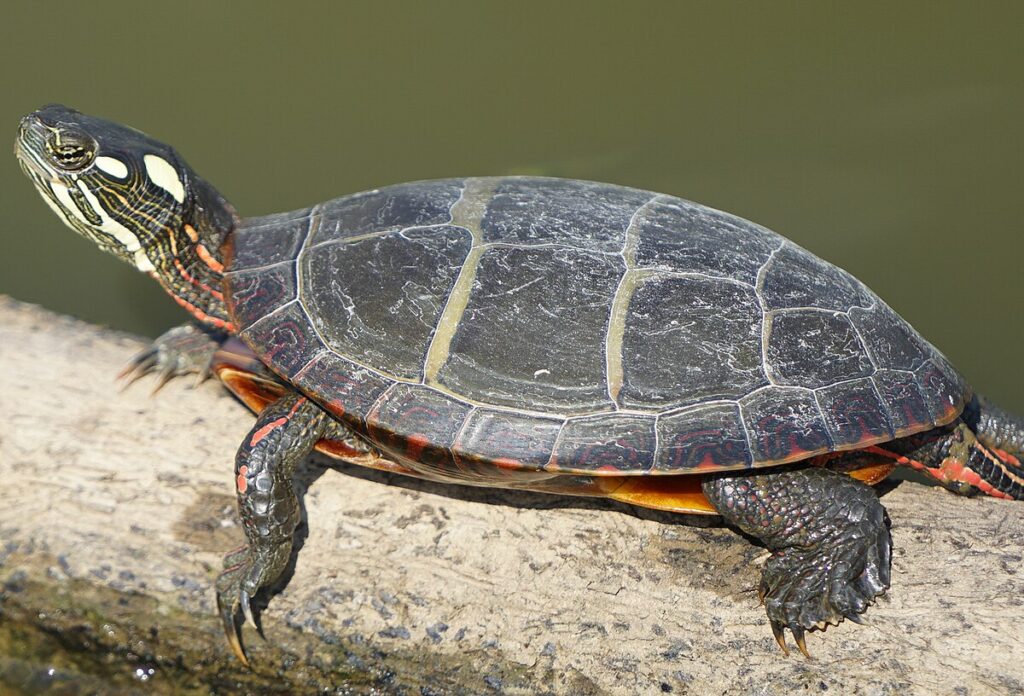 Painted Turtle (Chrysemys picta)