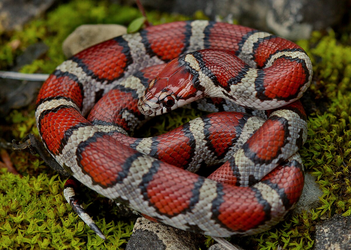 Snake Normal Color Exploring the Color Morphs of Non-Venomous Pet Snakes