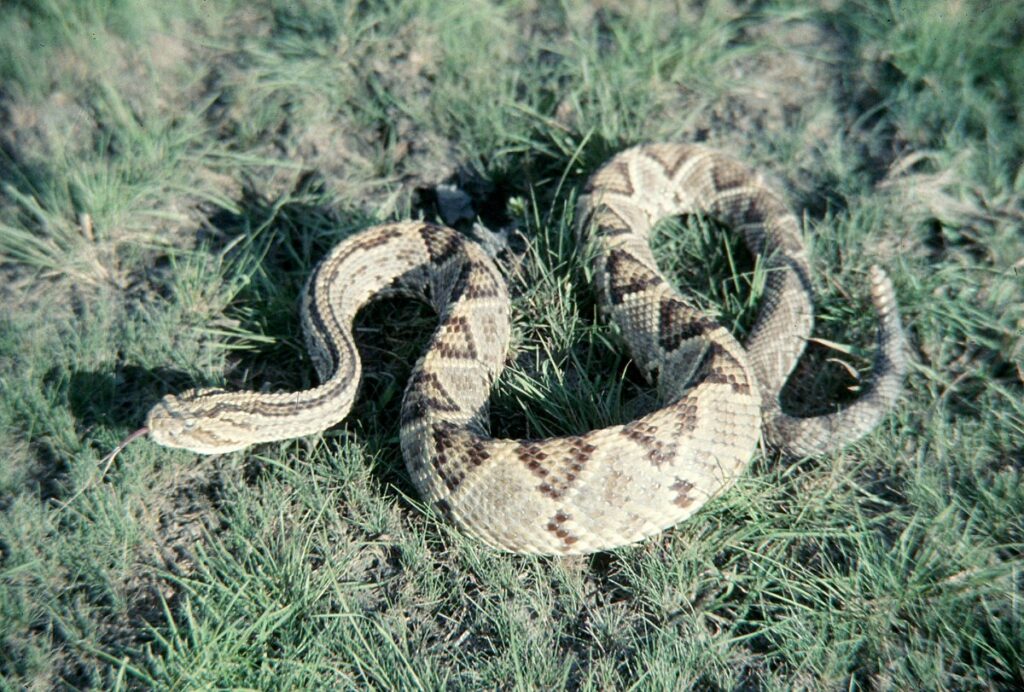 Memory Capabilities in Lethal Reptiles