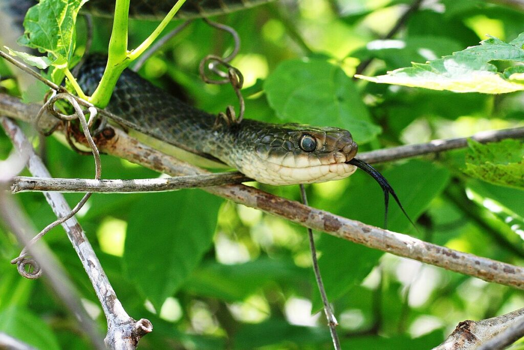 Eastern Racer: Early Spring Emerger