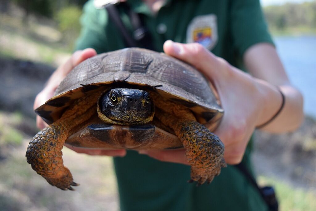 Wood Turtle: Northern Stream Specialists
