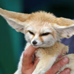7. Fennec Foxes - Desert Specialists in Suburban Homes