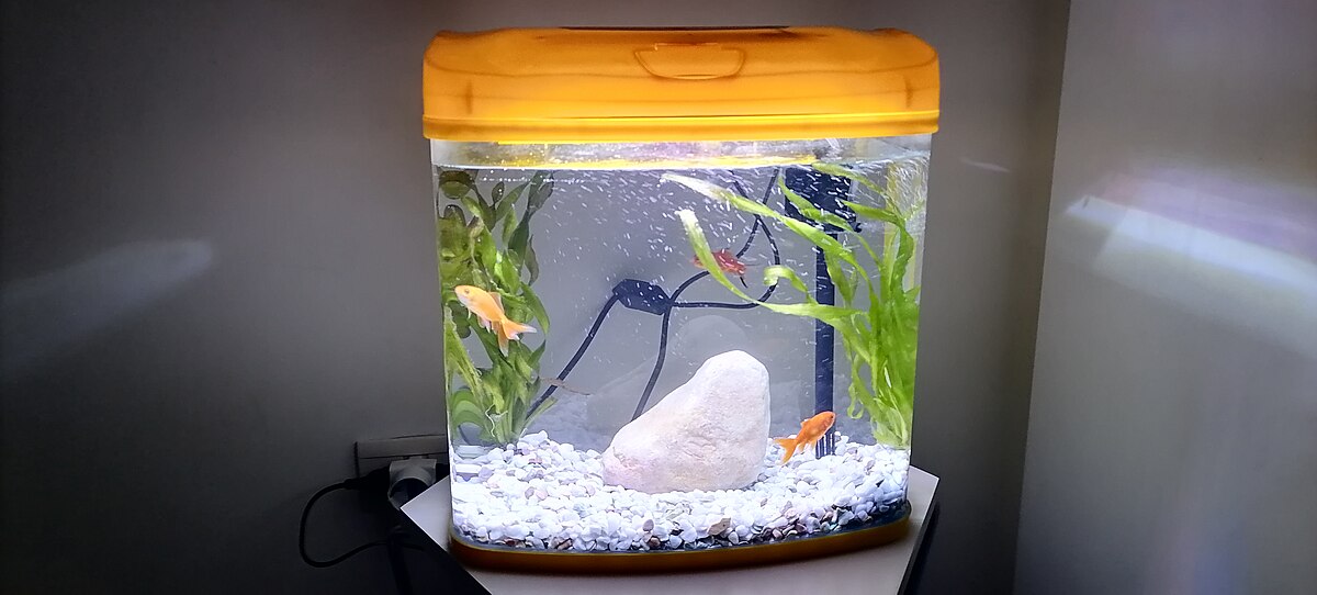 Creating Optimal Small Tank Environments