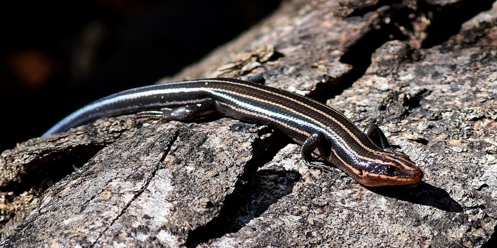 Five-lined Skink (Plestiodon fasciatus)