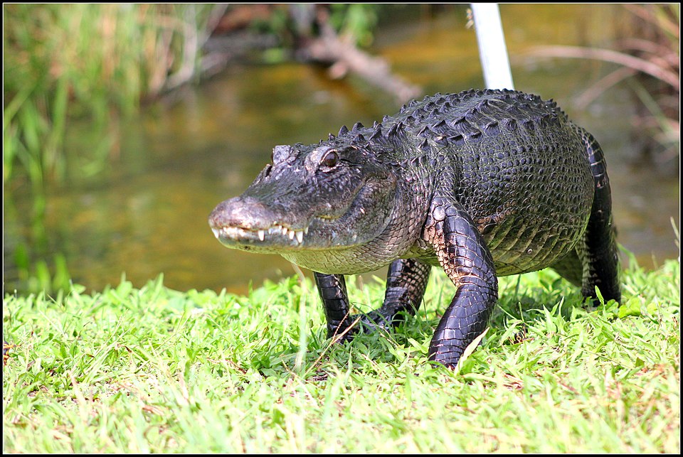 Florida: The Alligator State