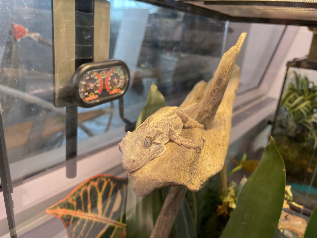 Gargoyle Geckos: The Crested Gecko's Cousin
