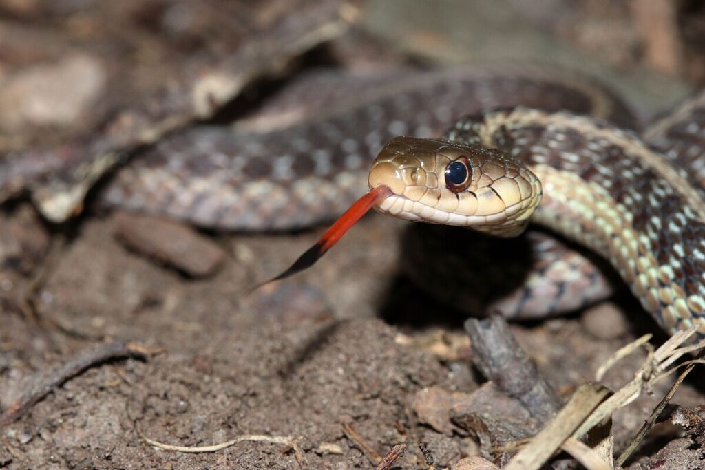 Garter Snake (Thamnophis spp.)