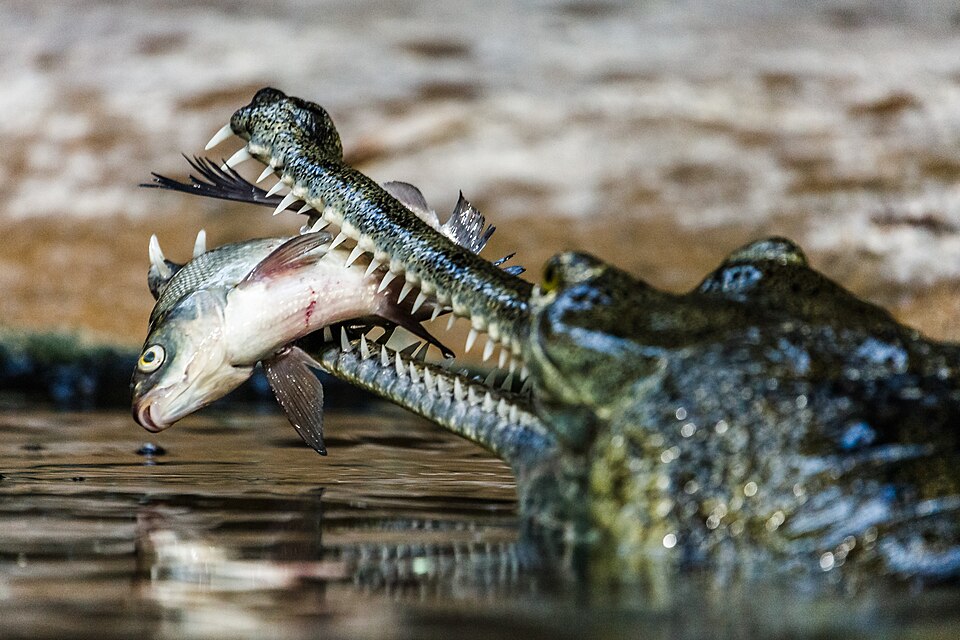 Fishing Experts: Hunting Techniques and Diet