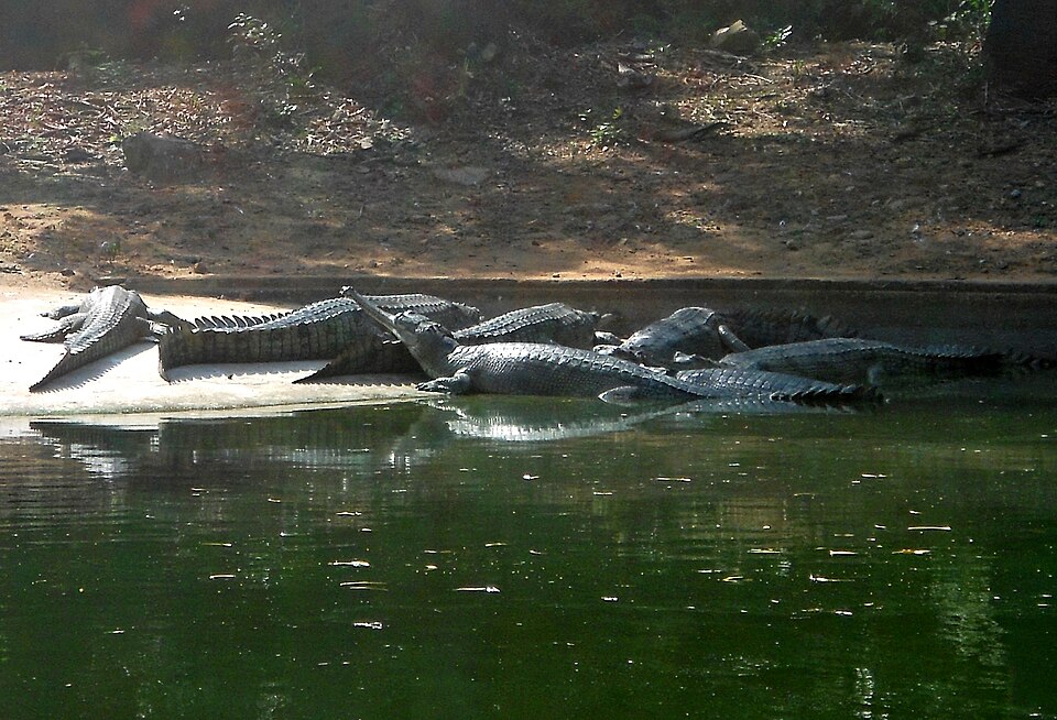 Critically Endangered: The Gharial Conservation Crisis