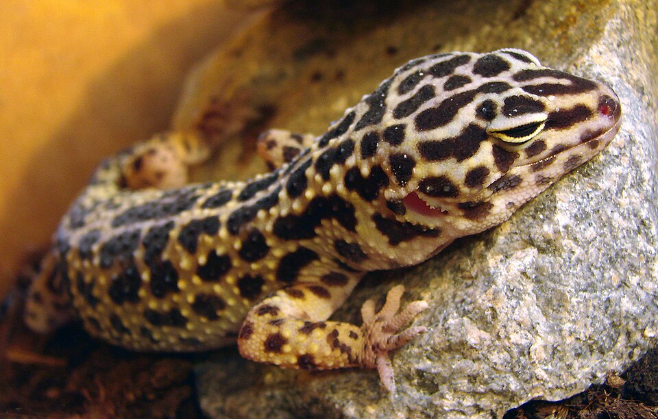 2. Leopard Gecko (Eublepharis macularius)
