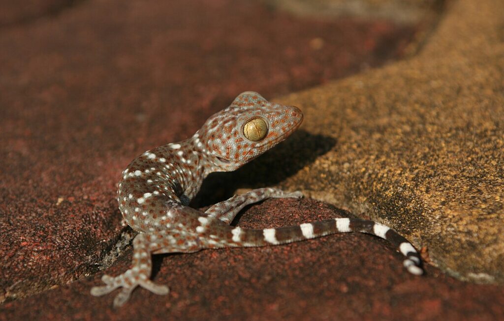 Conservation Status and Ethical Considerations