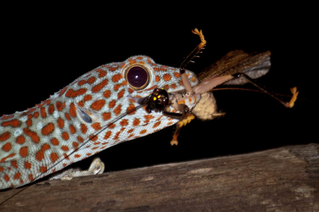What Happens When a Tokay Bites?
